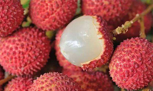 �и����Գ���֦�� ����֦��ע������